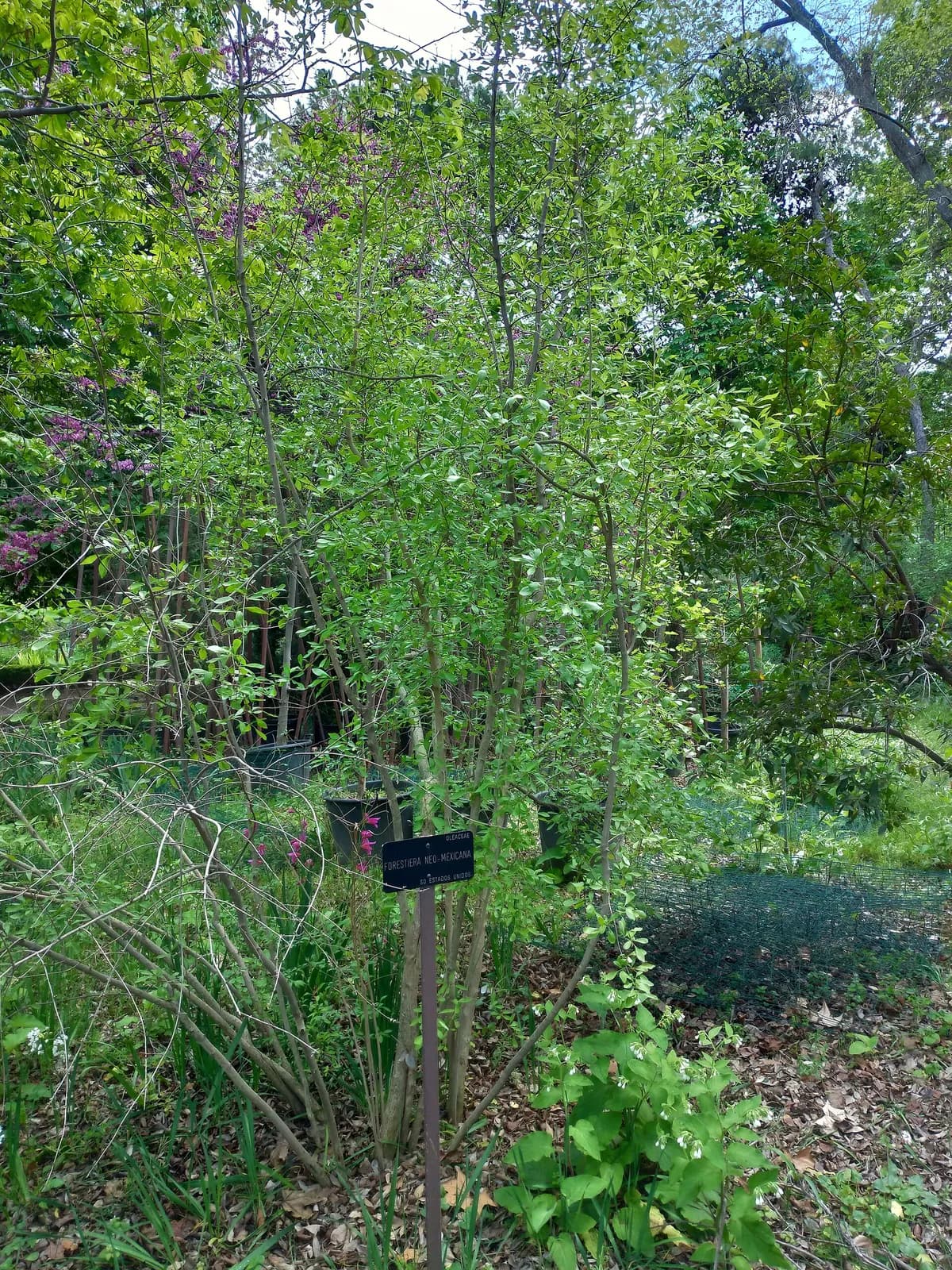 New Mexico olive (Forestiera neomexicana)