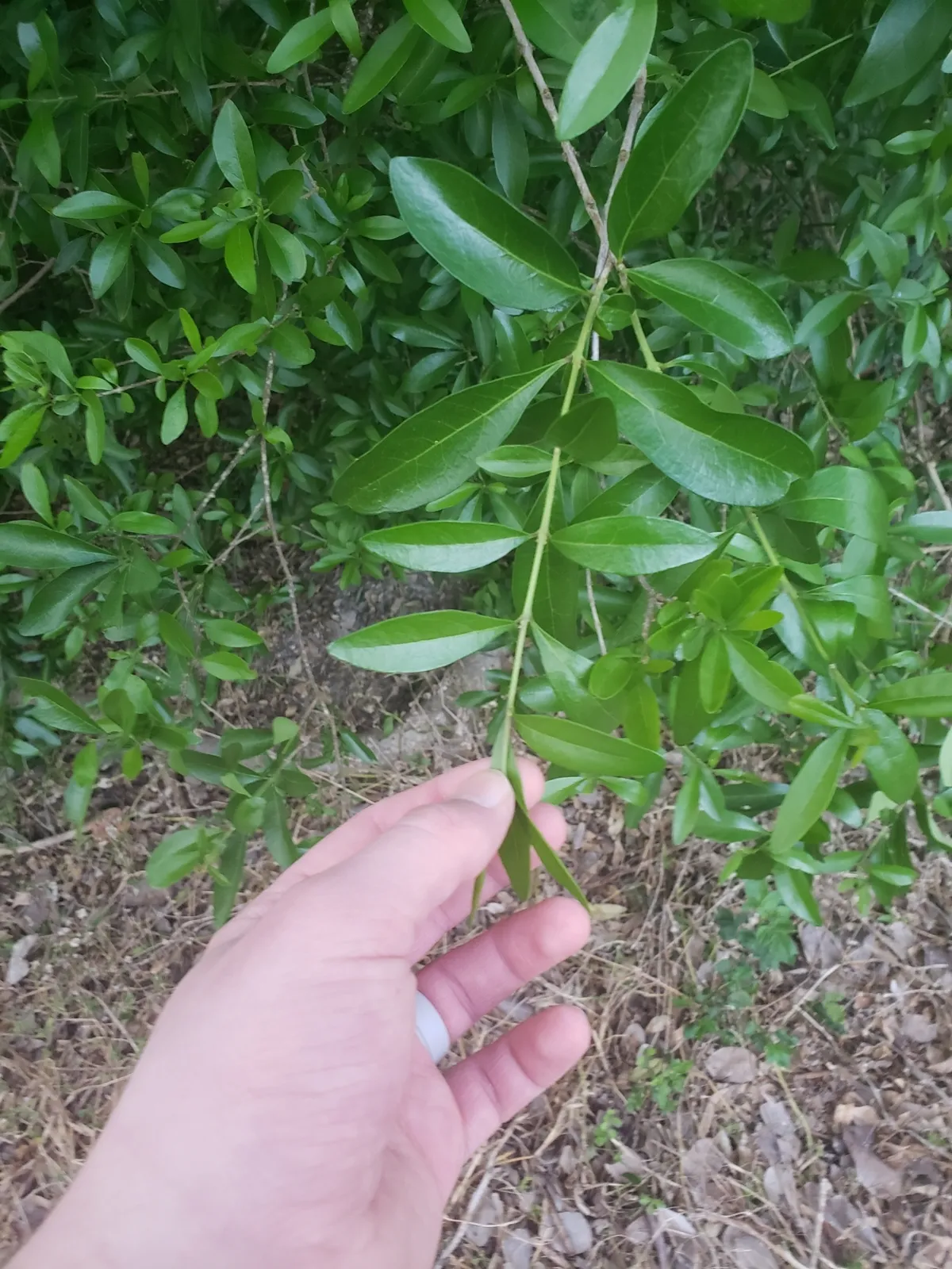 Florida privet (Forestiera segregata)