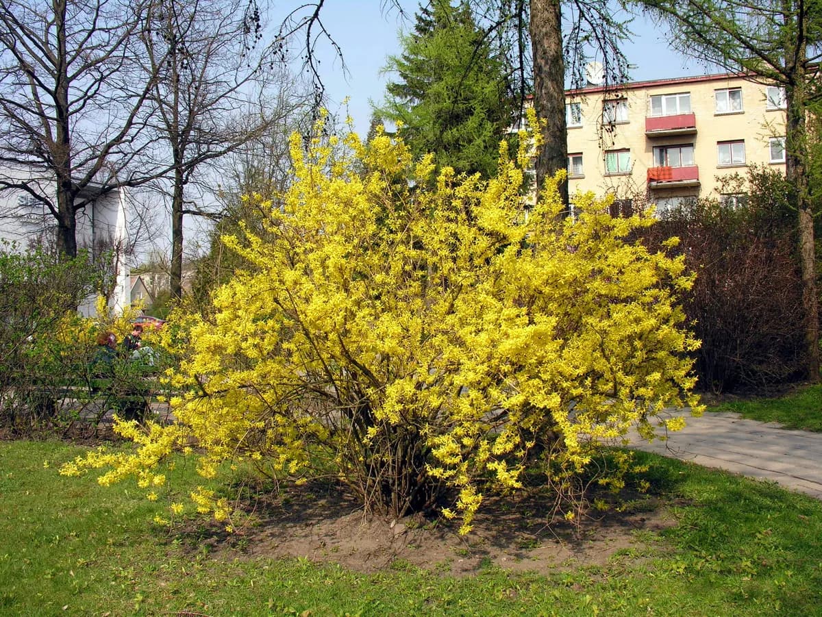 Forsythia (Forsythia x intermedia)