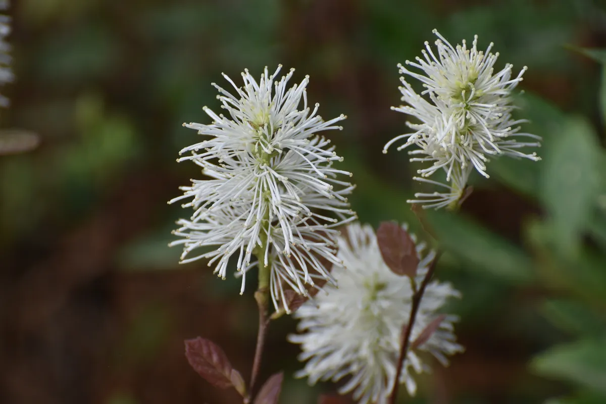 Dwarf witch-alder (Fothergilla gardenii)