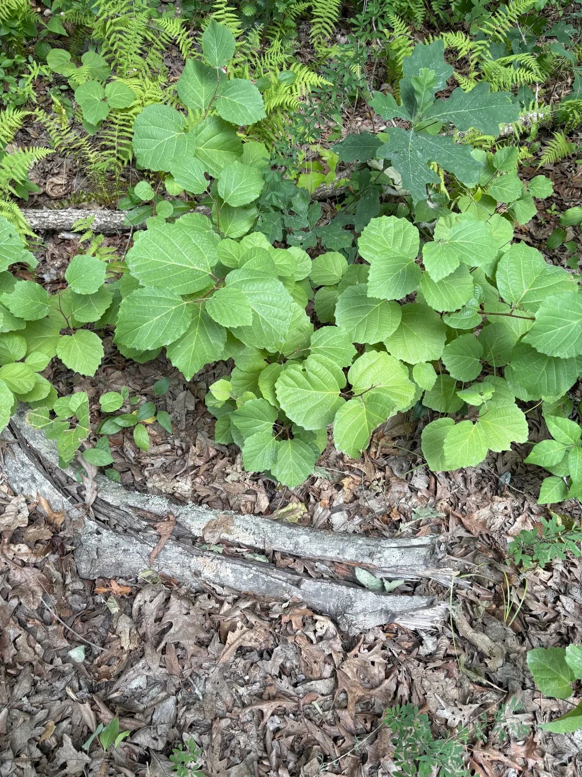 Mountain witch alder (Fothergilla major)