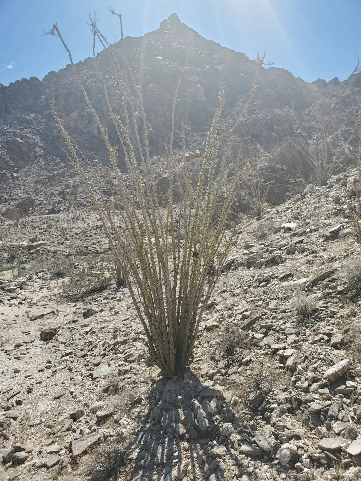 Ocotillo (Fouquieria splendens)