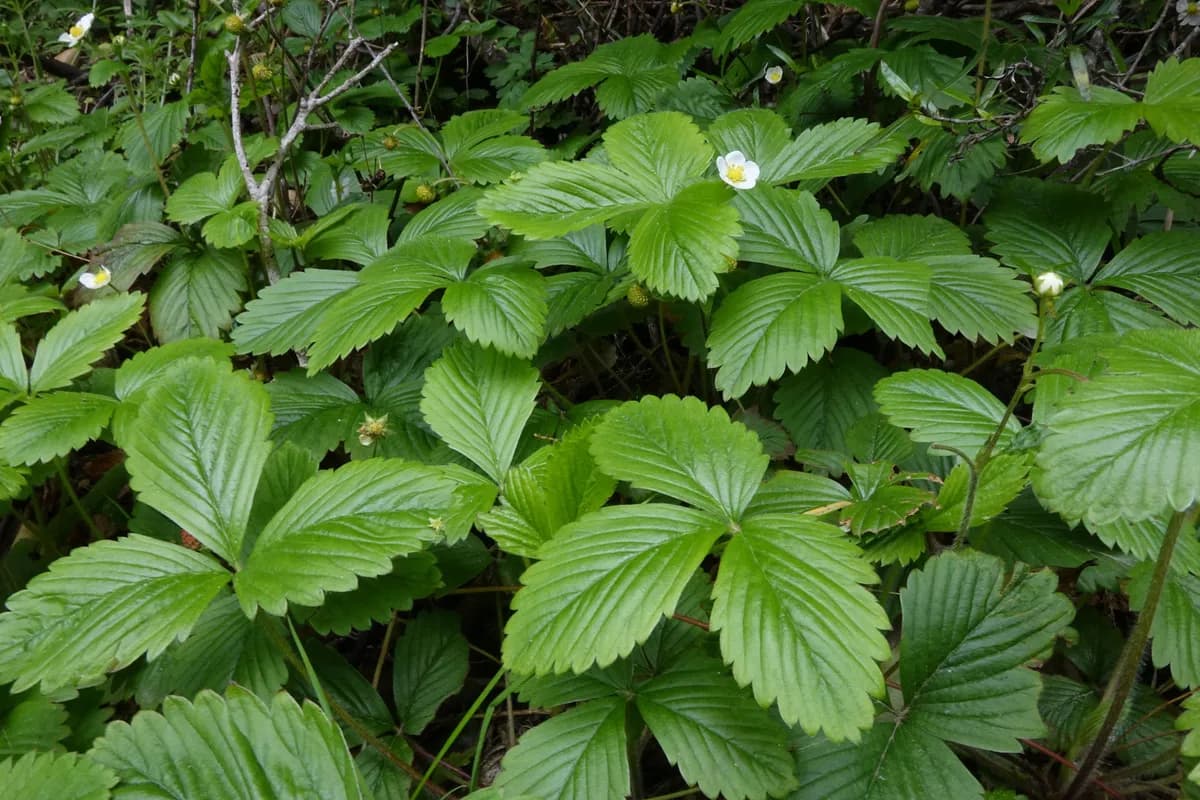 Alpine Strawberry (Fragaria vesca)