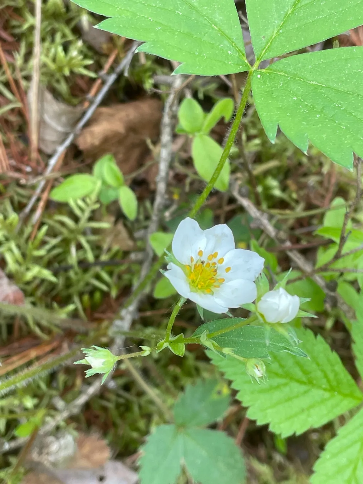 Scarlet Strawberry (Fragaria virginiana)