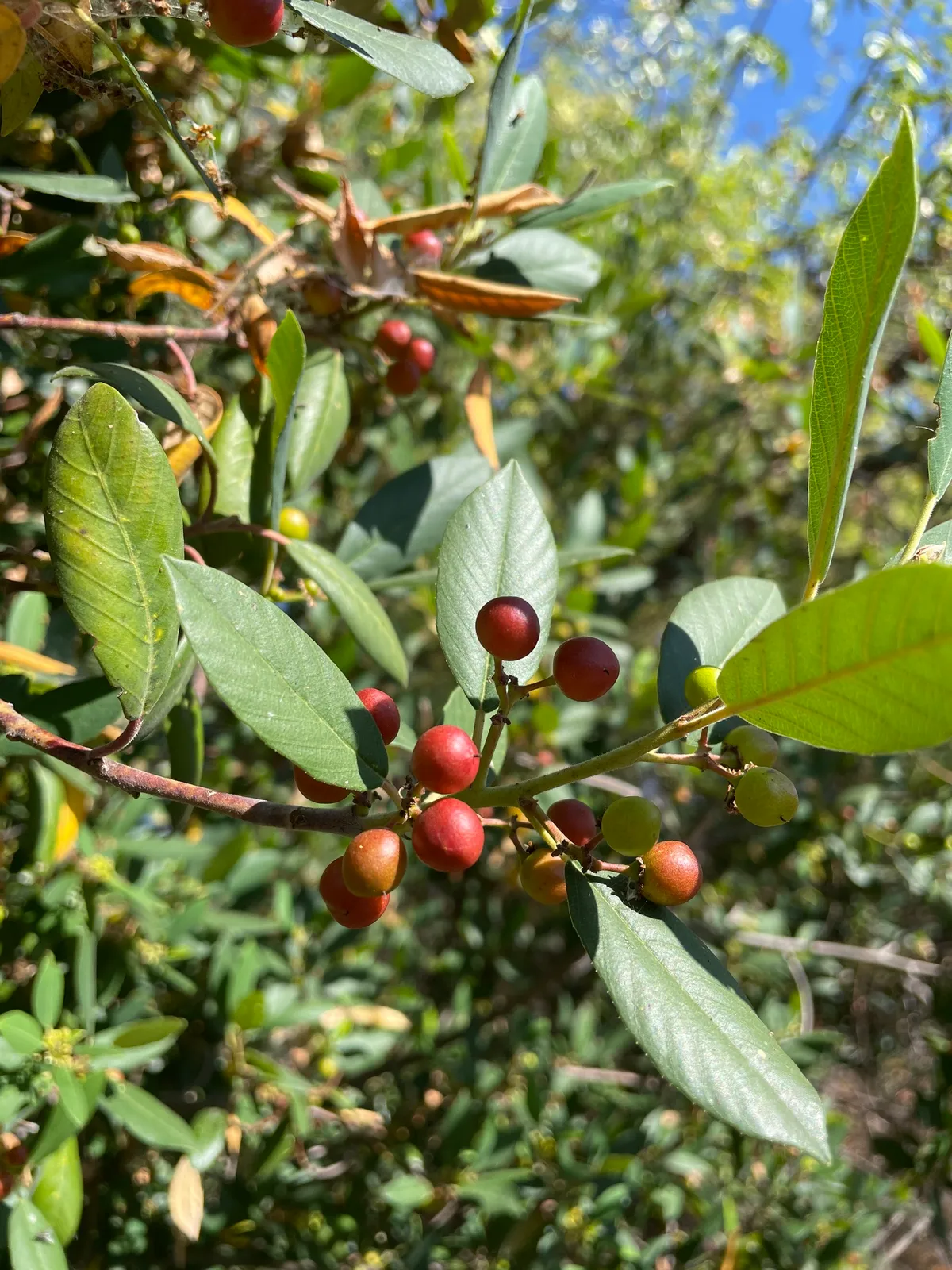 California buckthorn (Frangula californica)