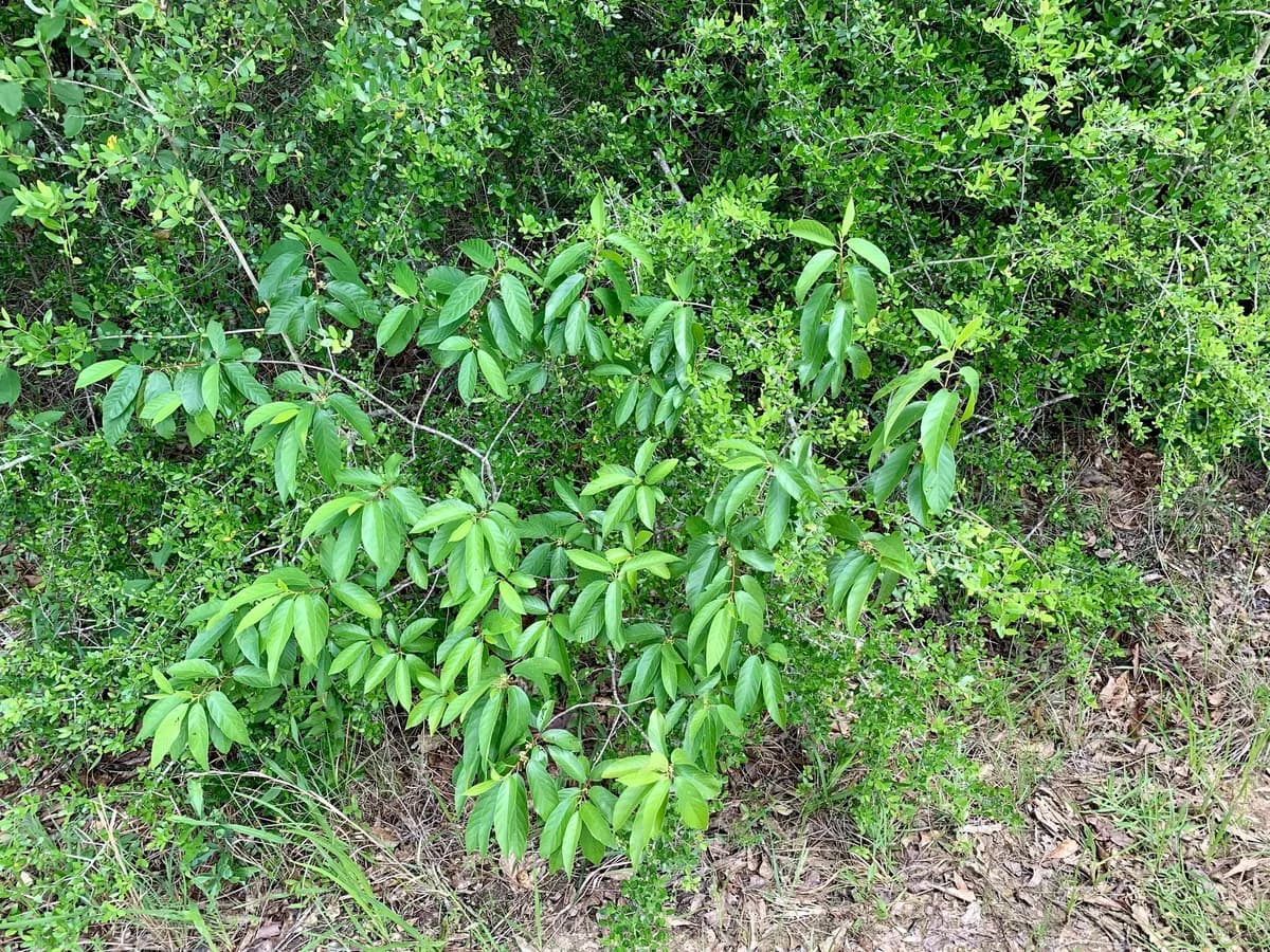 Carolina buckthorn (Frangula caroliniana)