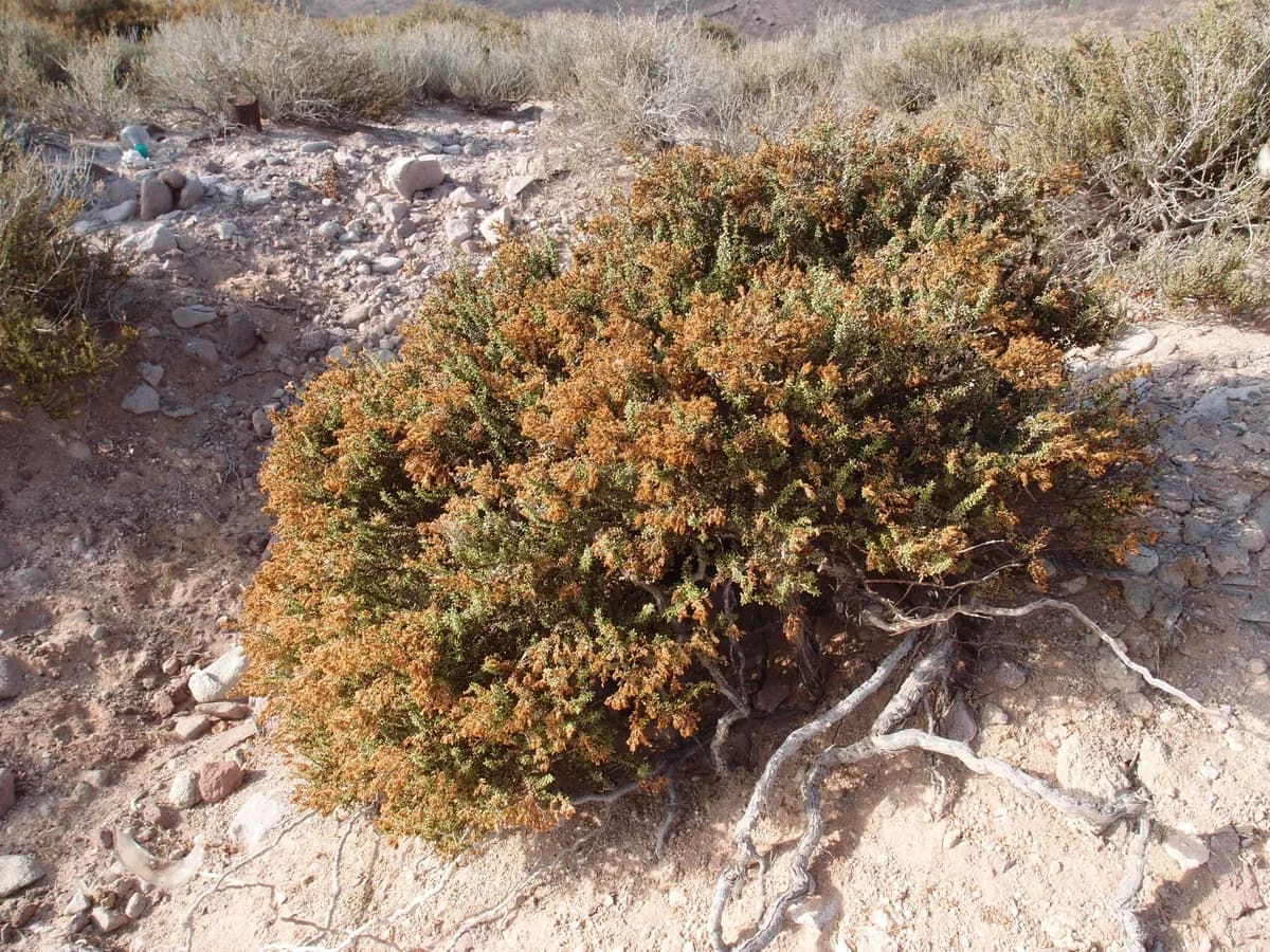 Palmer's seaheath (Frankenia palmeri)
