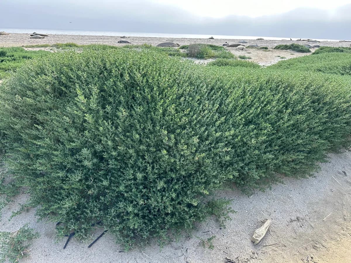 Alkali heath (Frankenia salina)