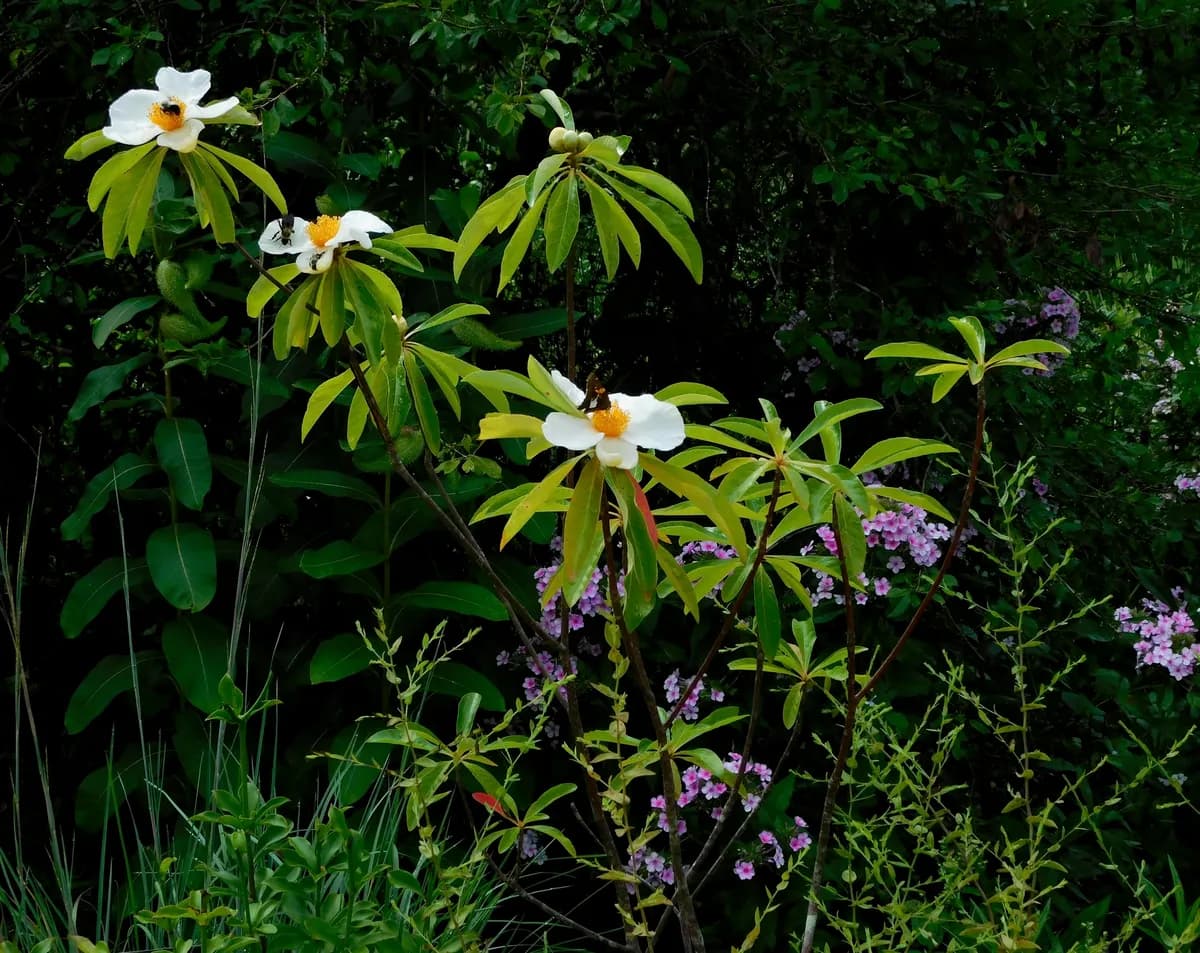 Franklin tree (Franklinia alatamaha)