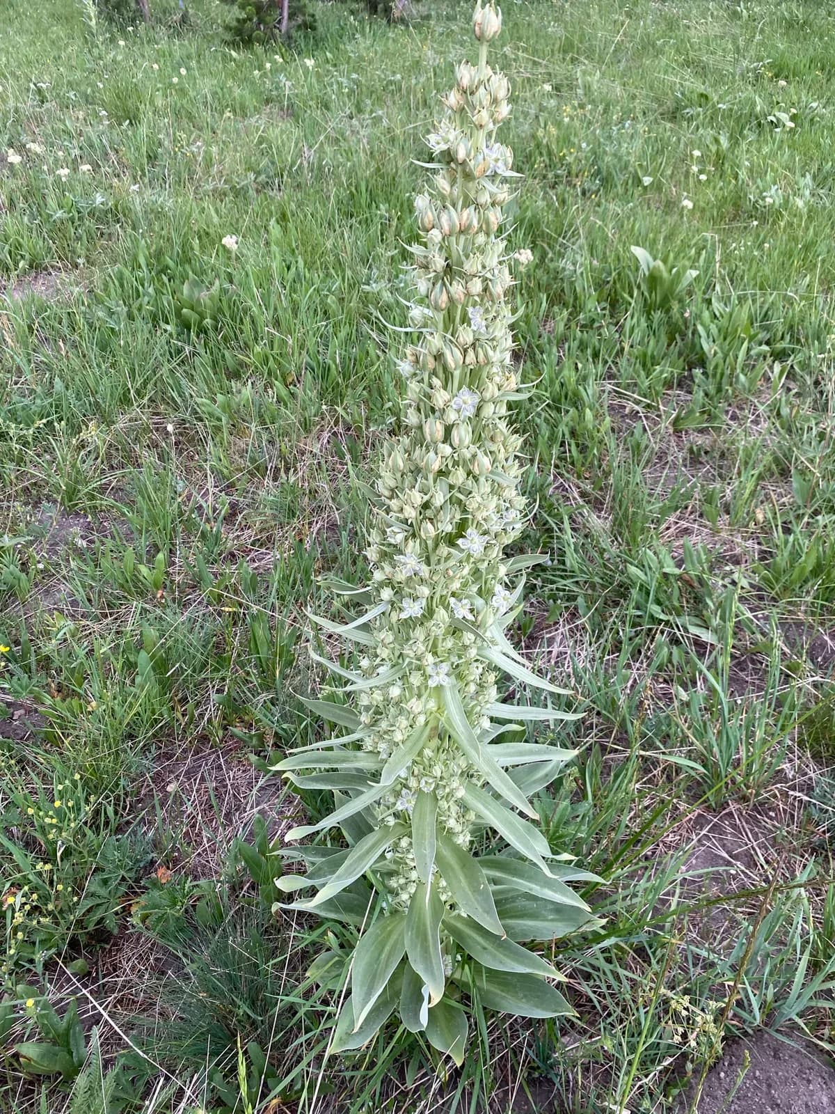 Elkweed (Frasera speciosa)