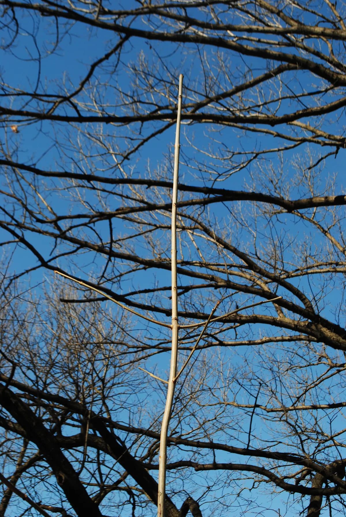 American Ash (Fraxinus americana)