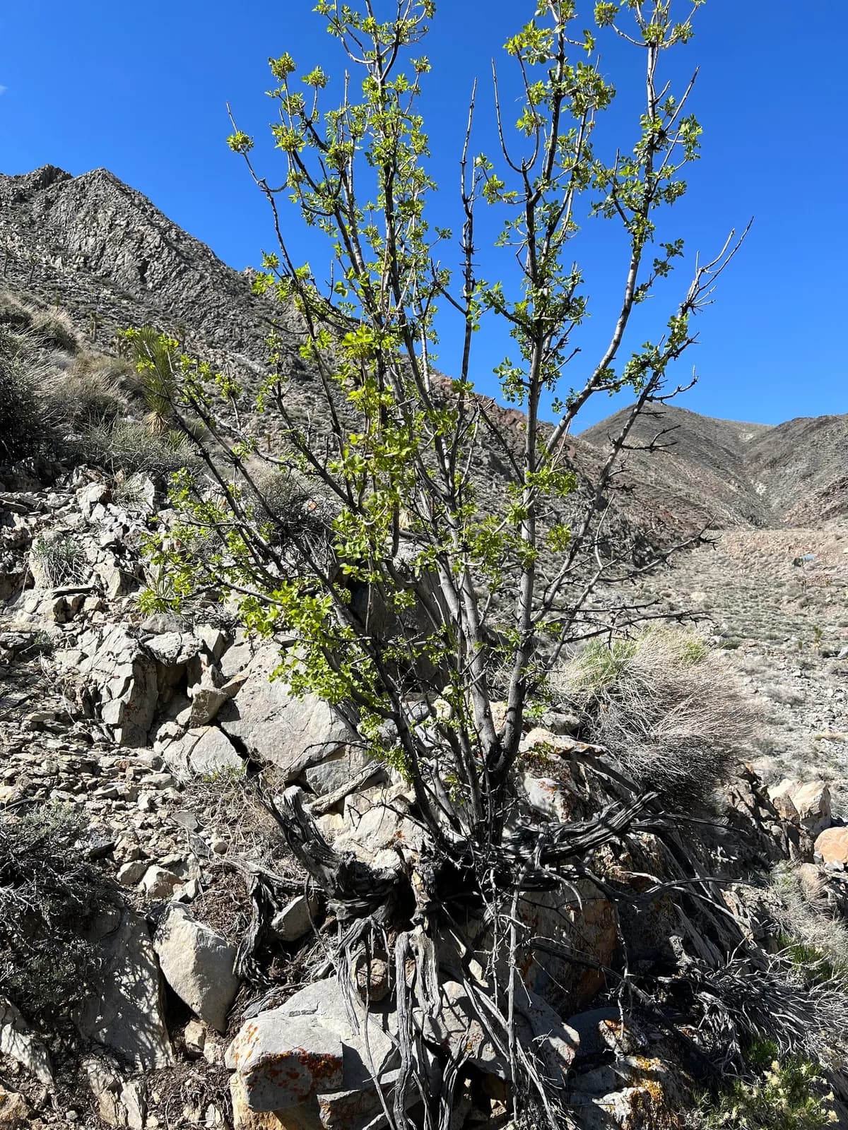 Utah Ash (Fraxinus anomala)
