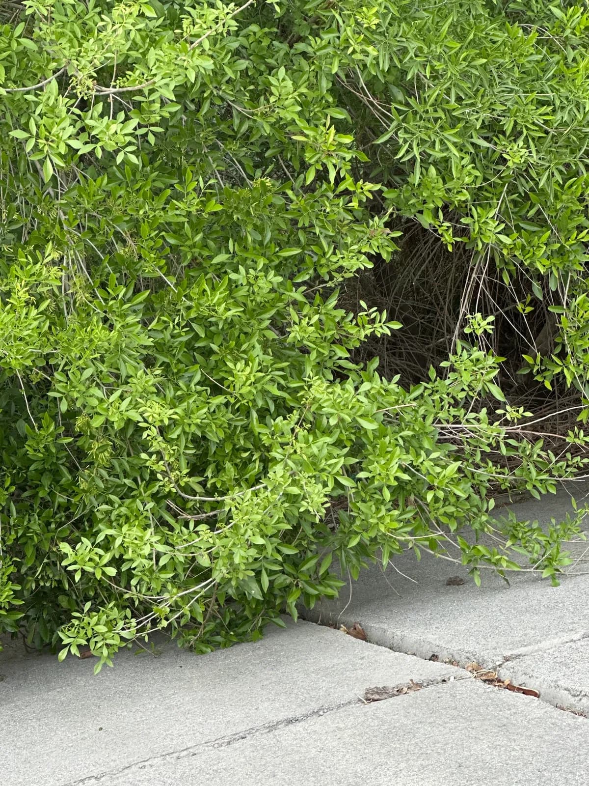 Mexican Ash (Fraxinus berlandieriana)