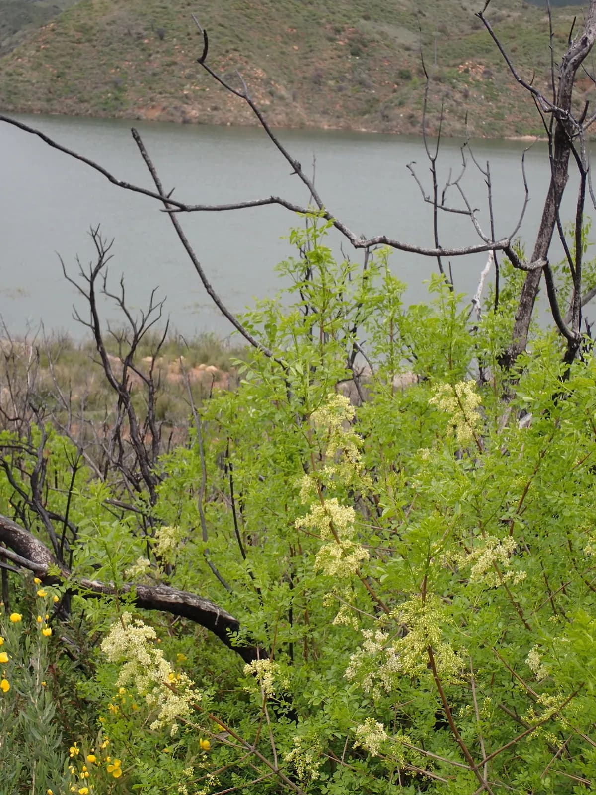 California ash (Fraxinus dipetala)