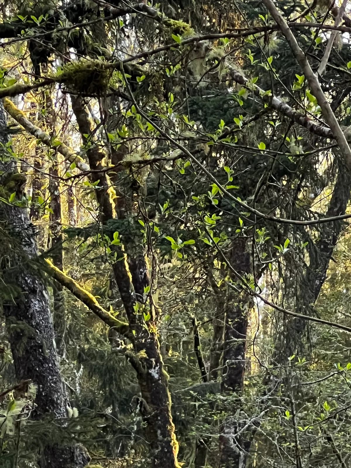 Oregon ash (Fraxinus latifolia)