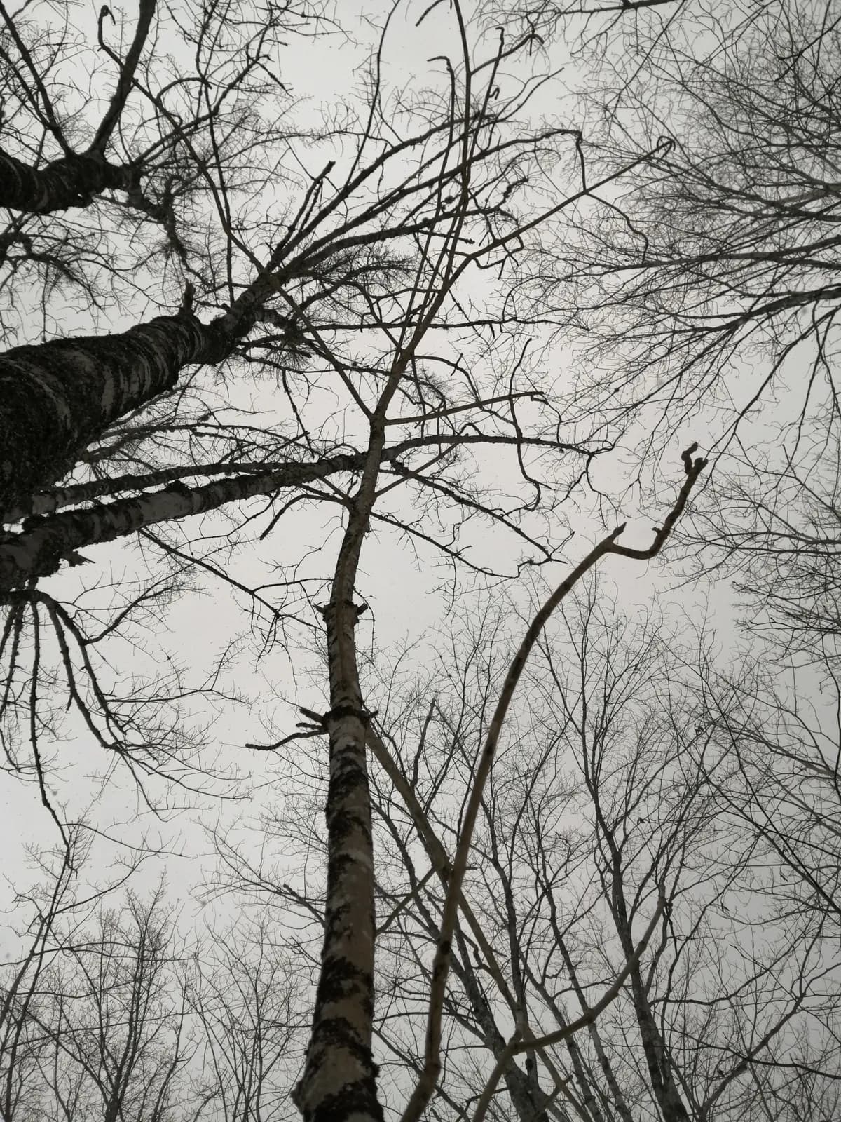 Water Ash (Fraxinus nigra)