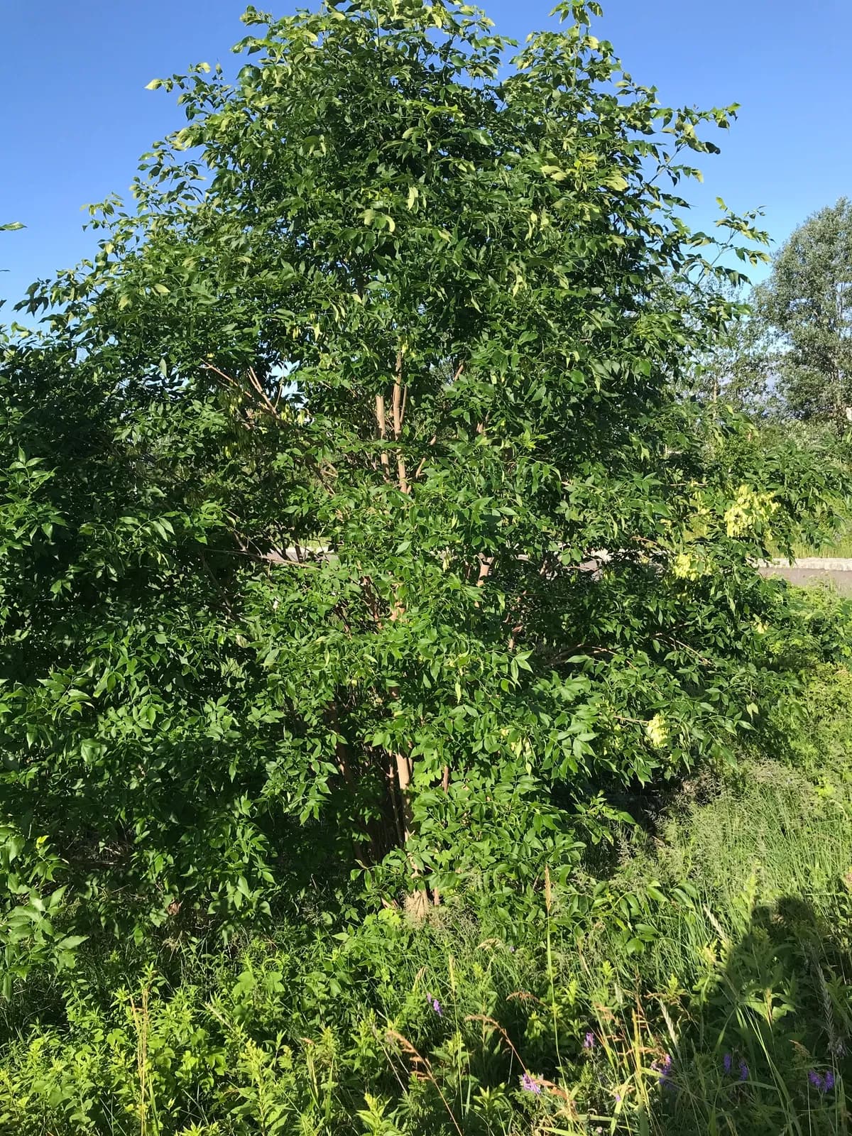Green Ash (Fraxinus pennsylvanica)