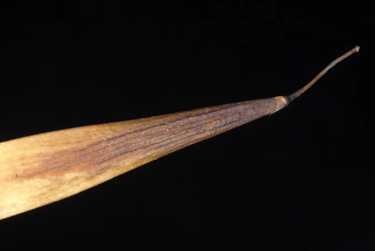 Pumpkin Ash (Fraxinus profunda)