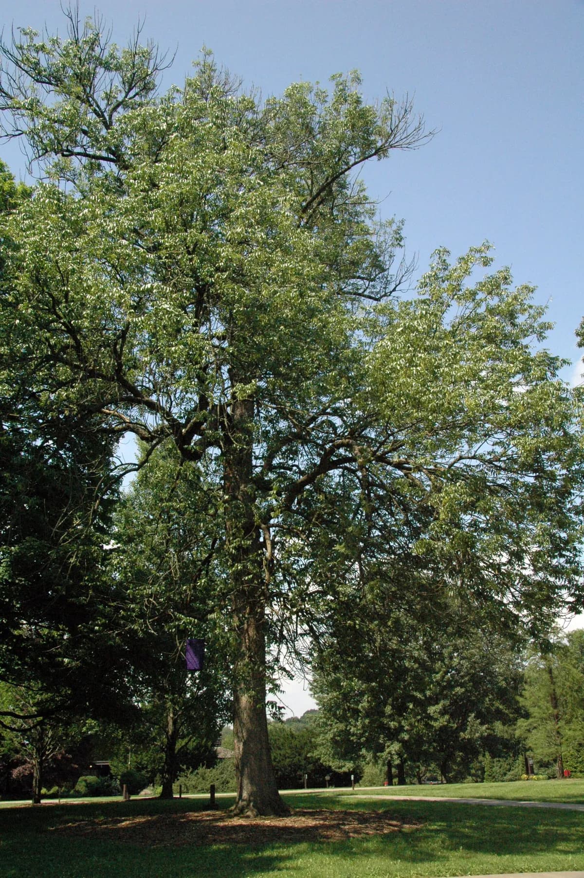 Blue Ash (Fraxinus quadrangulata)