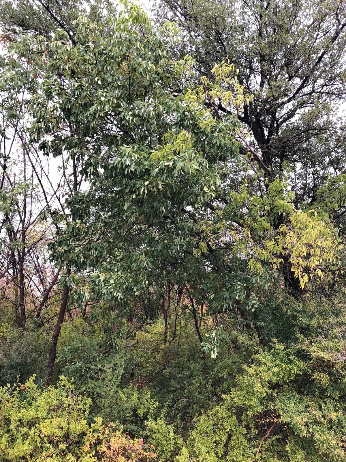 Texas Ash (Fraxinus texensis)