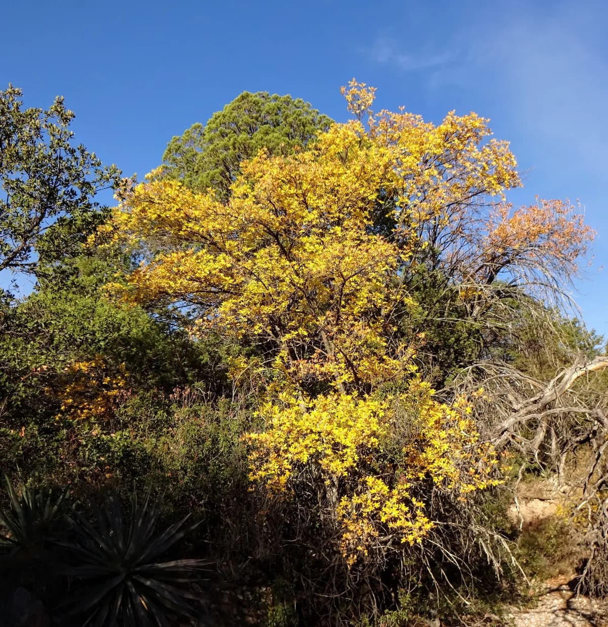 Arizon ash (Fraxinus velutina)