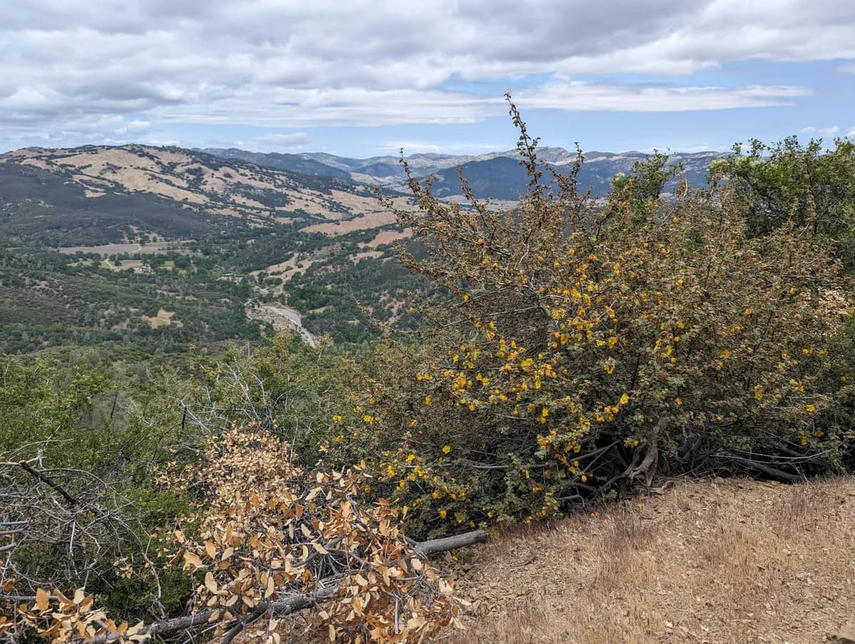 California Flannelbush (Fremontodendron californicum)