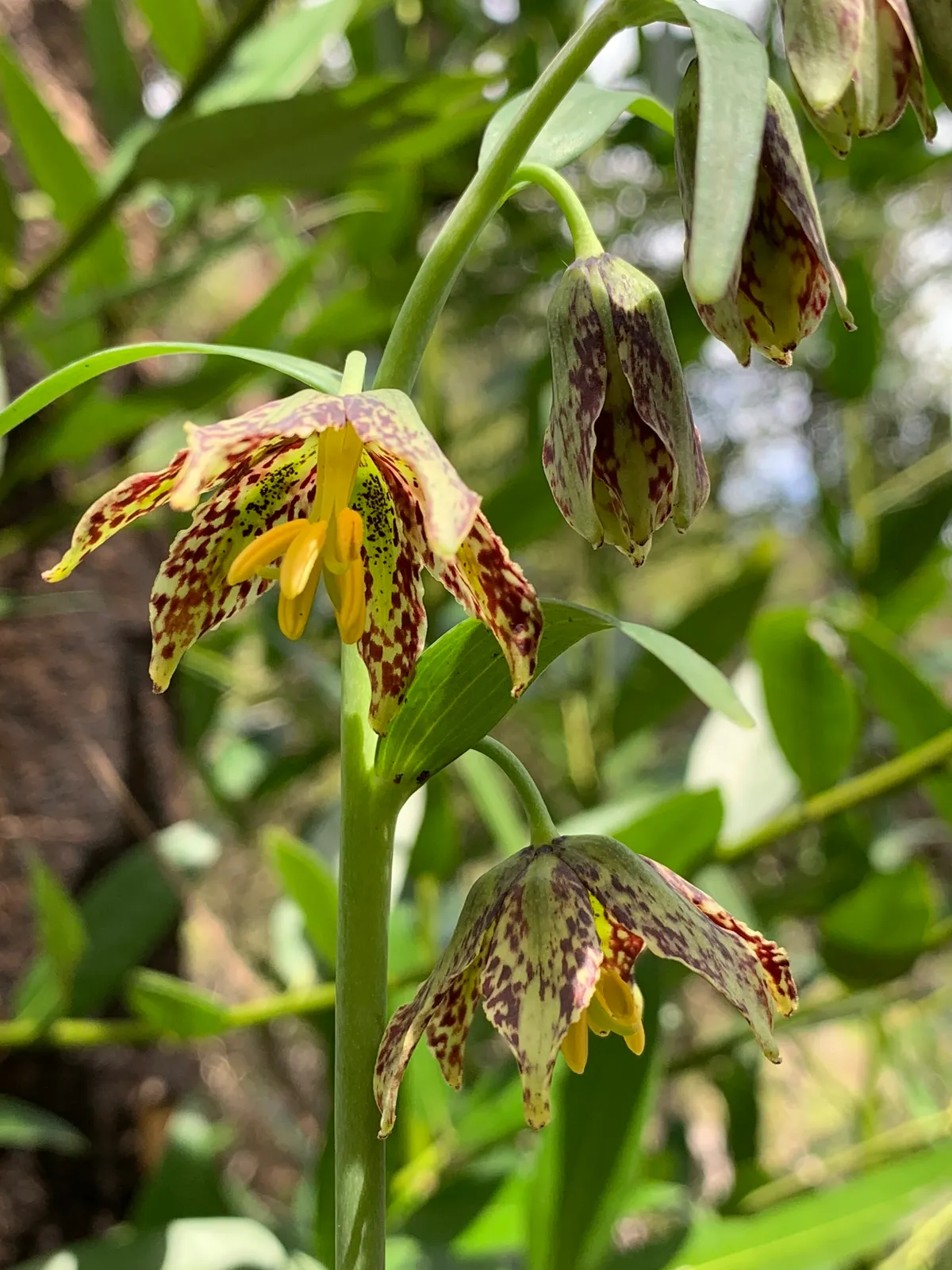 Checker lily (Fritillaria affinis)