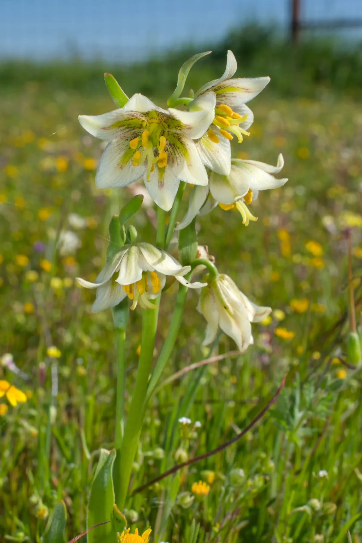 Fragrant Fritillary (Fritillaria liliacea)