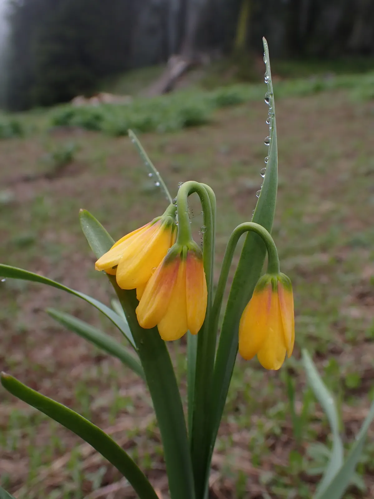 Yellow Bell (Fritillaria pudica)