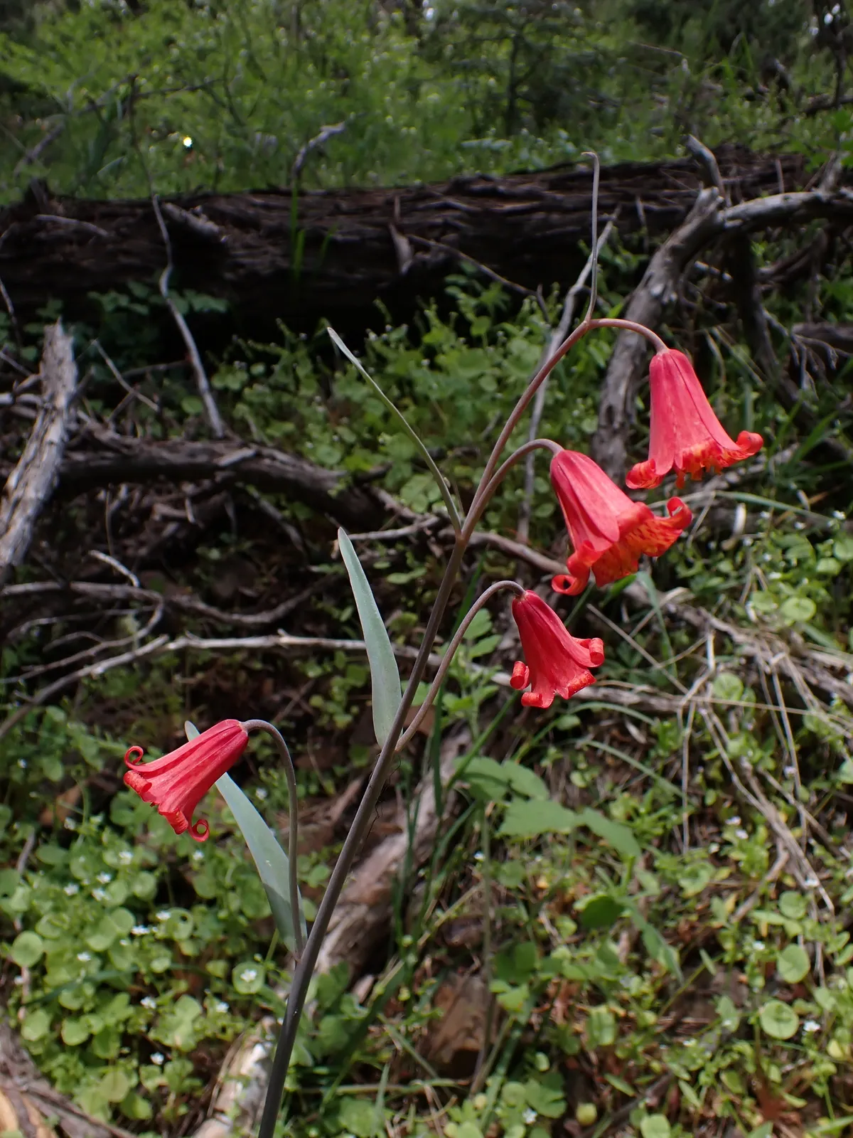 Scarlet Fritillary (Fritillaria recurva)