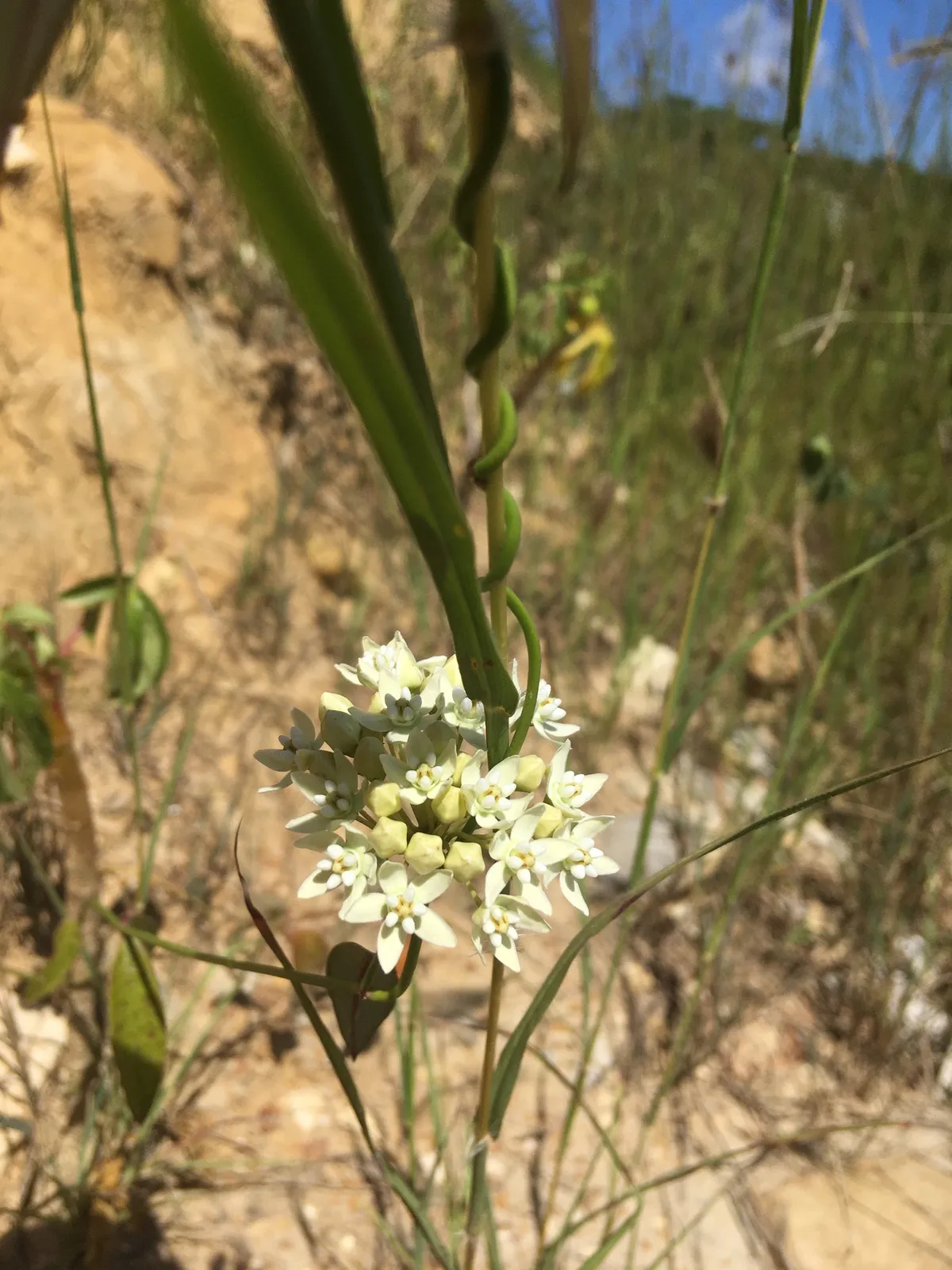 White twinevine (Funastrum clausum)