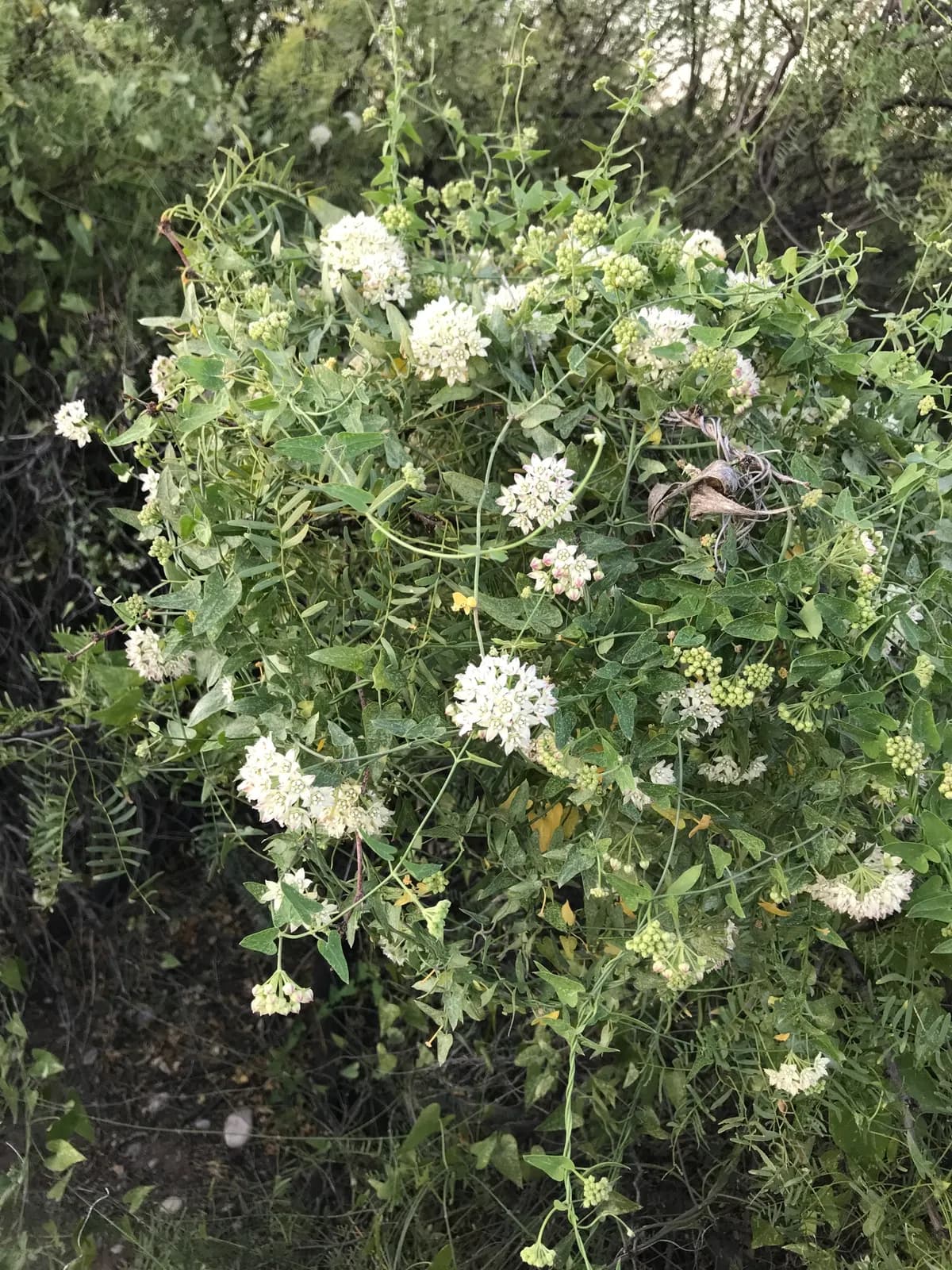 Fringed Twinevine (Funastrum cynanchoides)