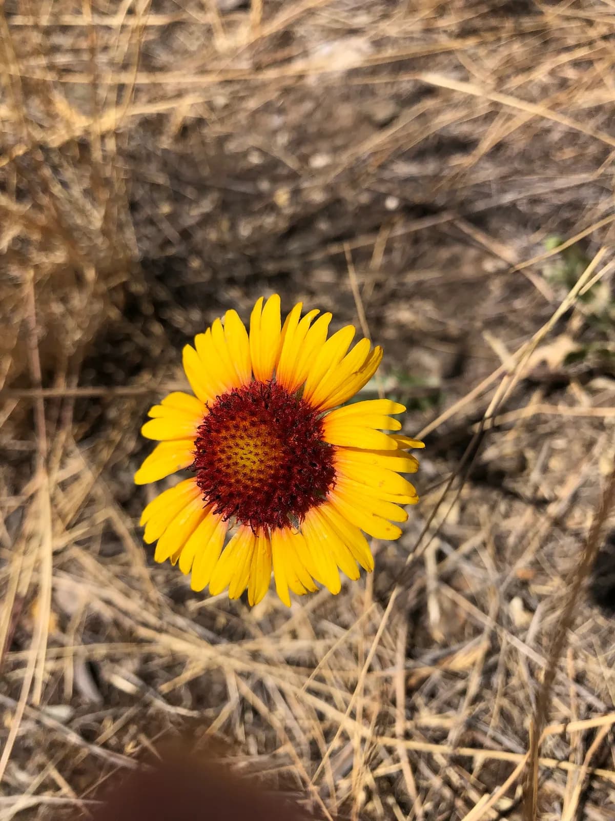 Great Blanket-flower (Gaillardia aristata)