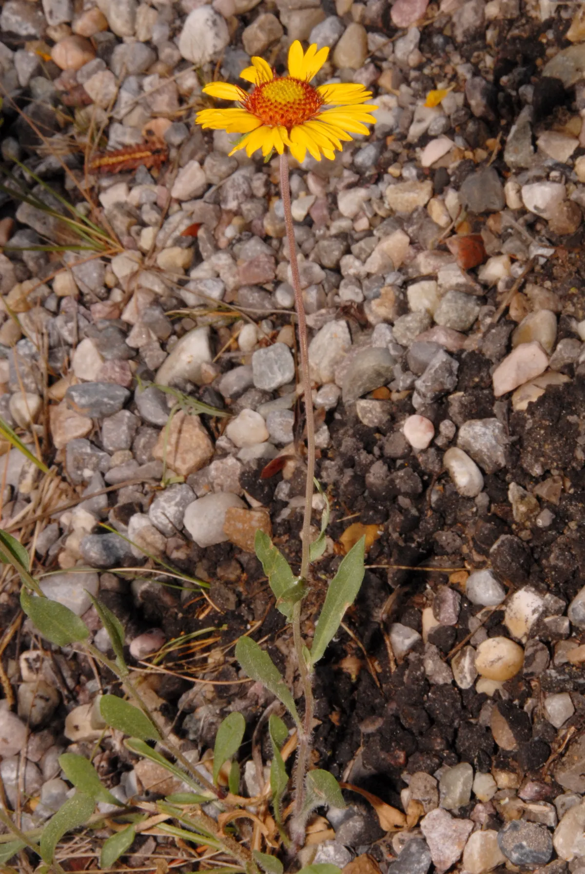 Great Blanket-flower (Gaillardia aristata)