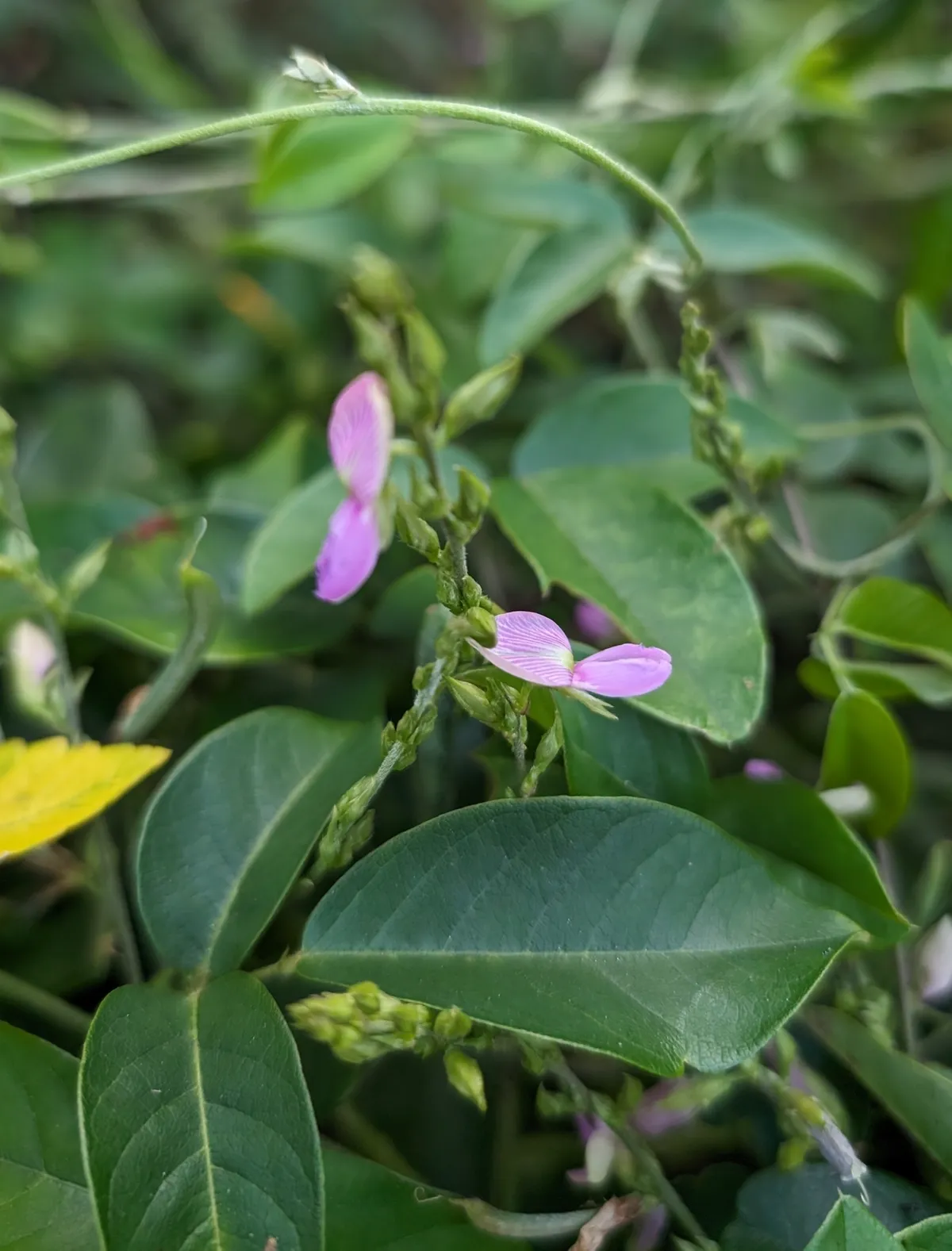 Florida Hammock Milkpea (Galactia striata)