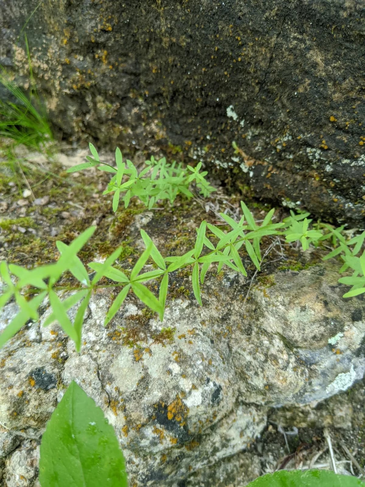 Northern Bedstraw (Galium boreale)