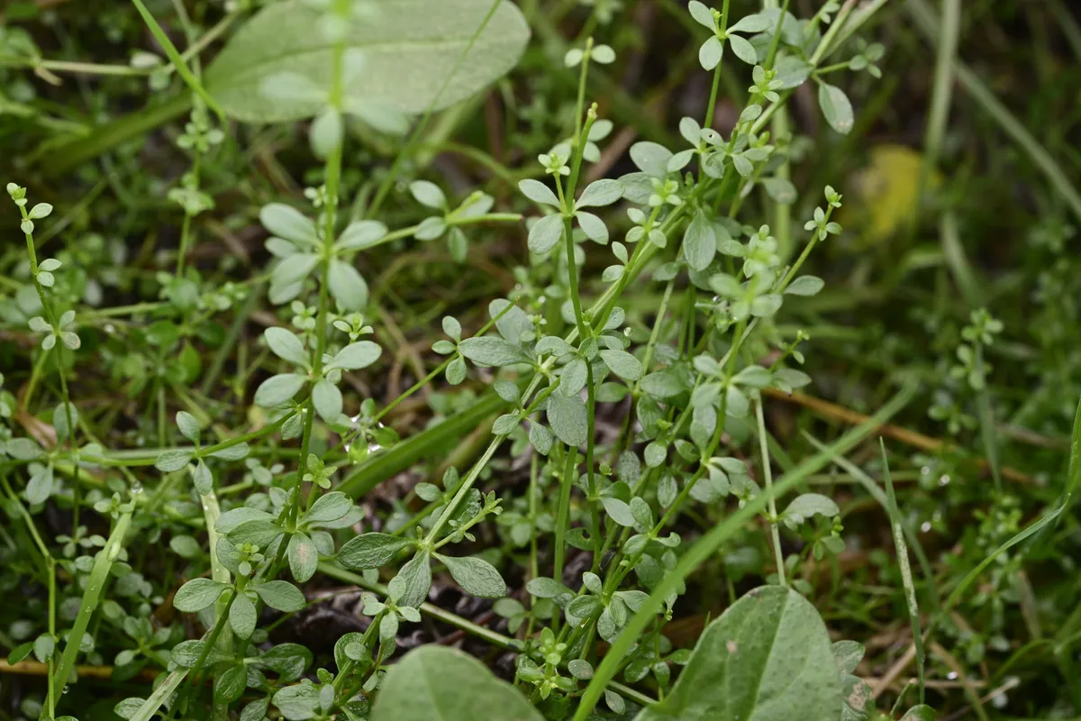 Common Marsh Bedstraw (Galium palustre)