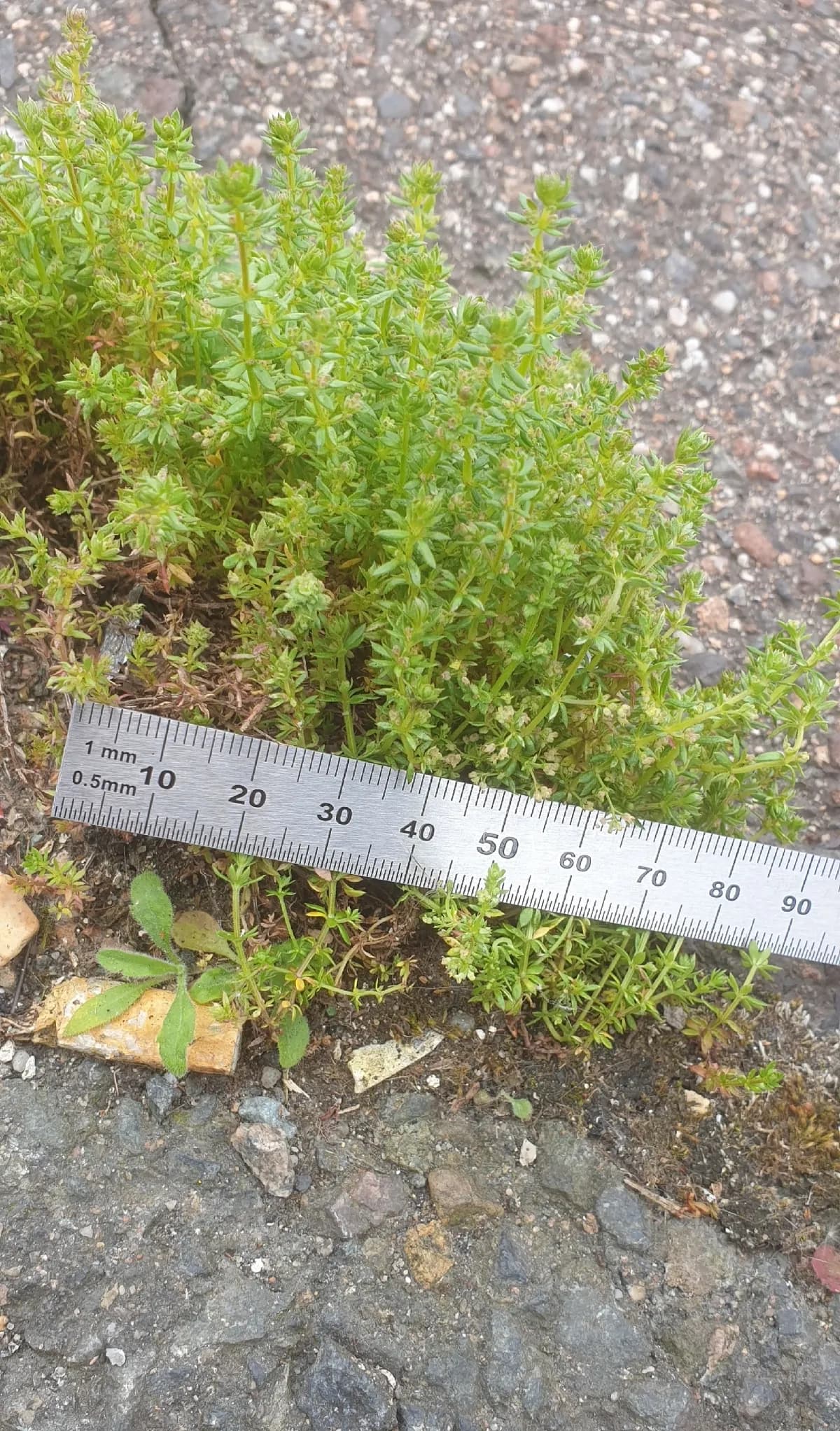 Wall Bedstraw (Galium parisiense)