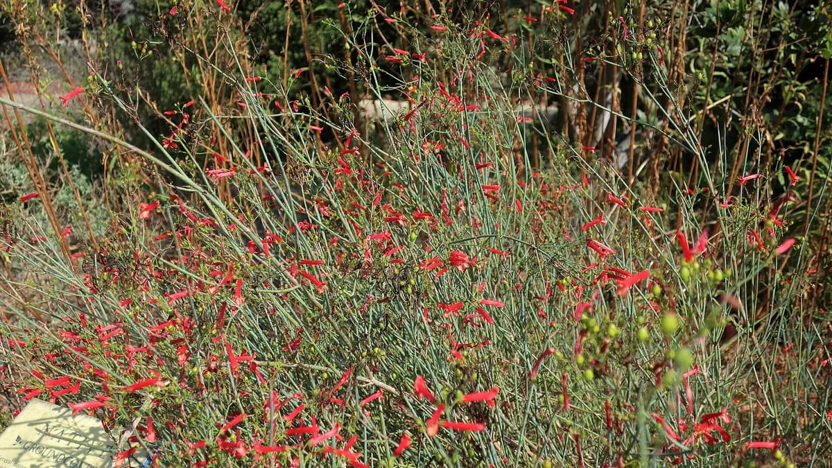 Galvezia juncea