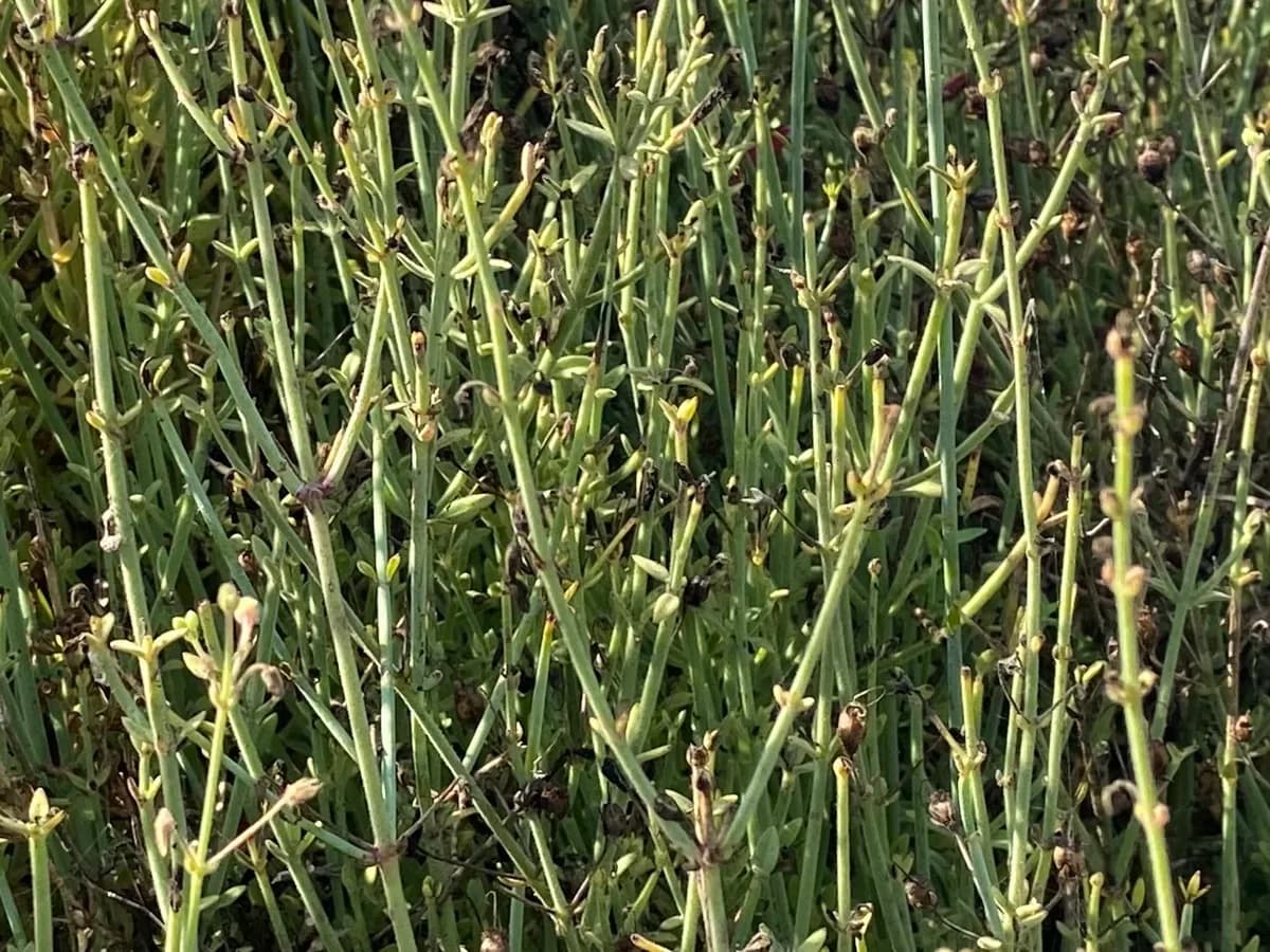 Baja bush snapdragon (Gambelia juncea)