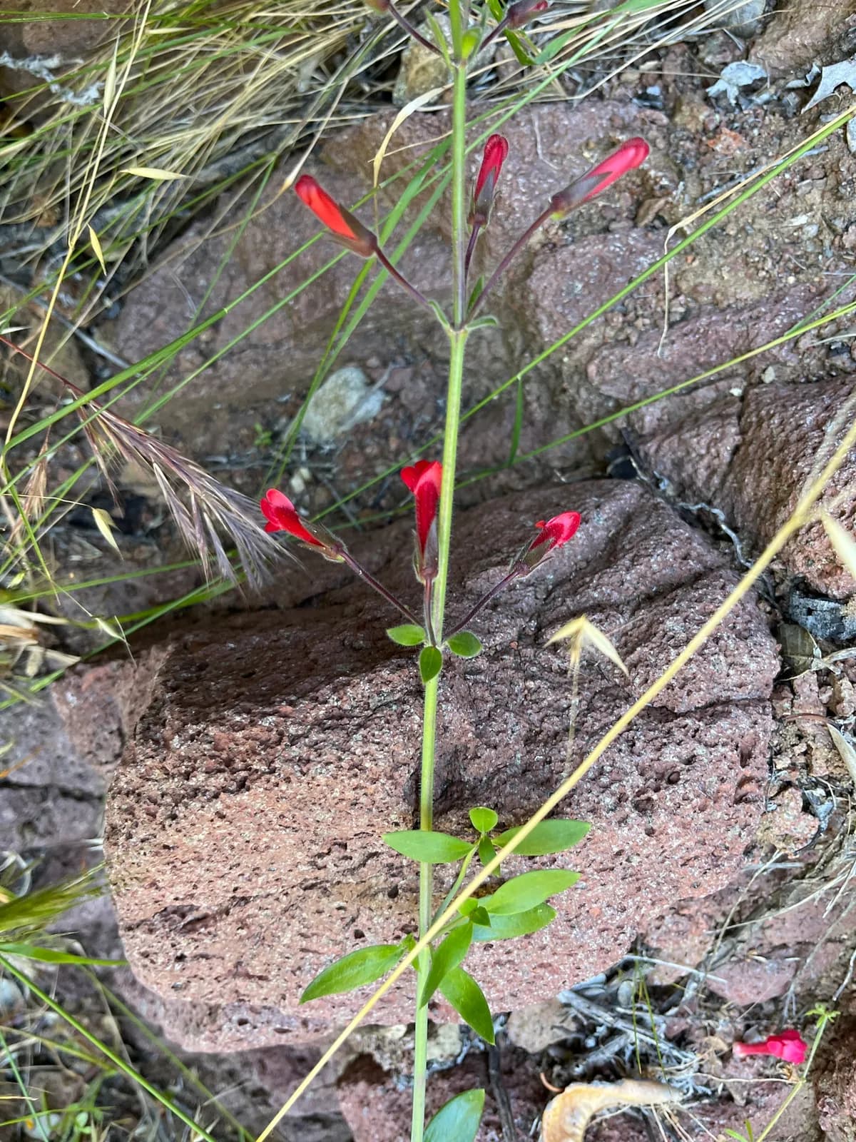 Showy greenbright (Gambelia speciosa)