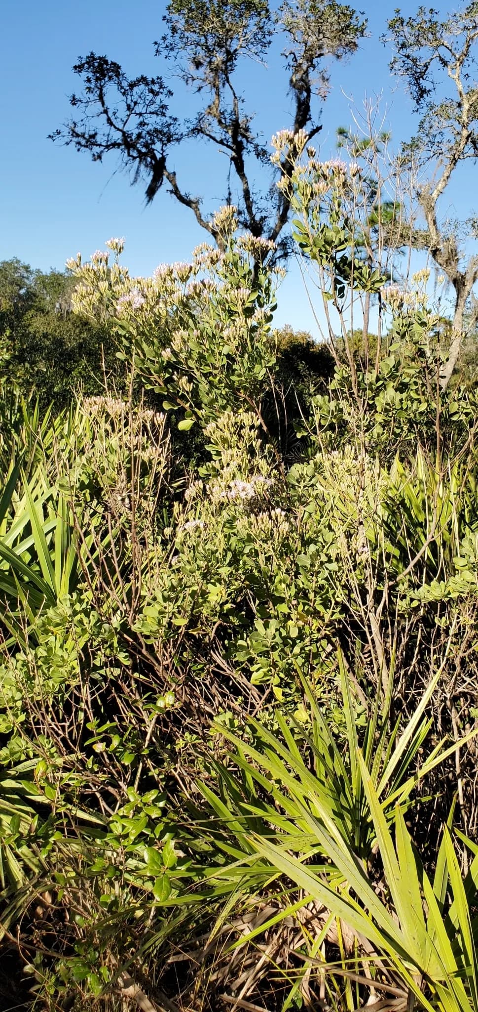 Garberia (Garberia heterophylla)