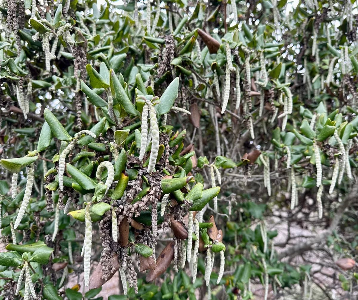 Silk-tassel (Garrya elliptica)