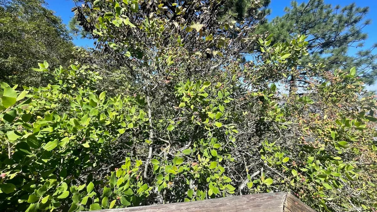 Mexican Silktassel (Garrya ovata)