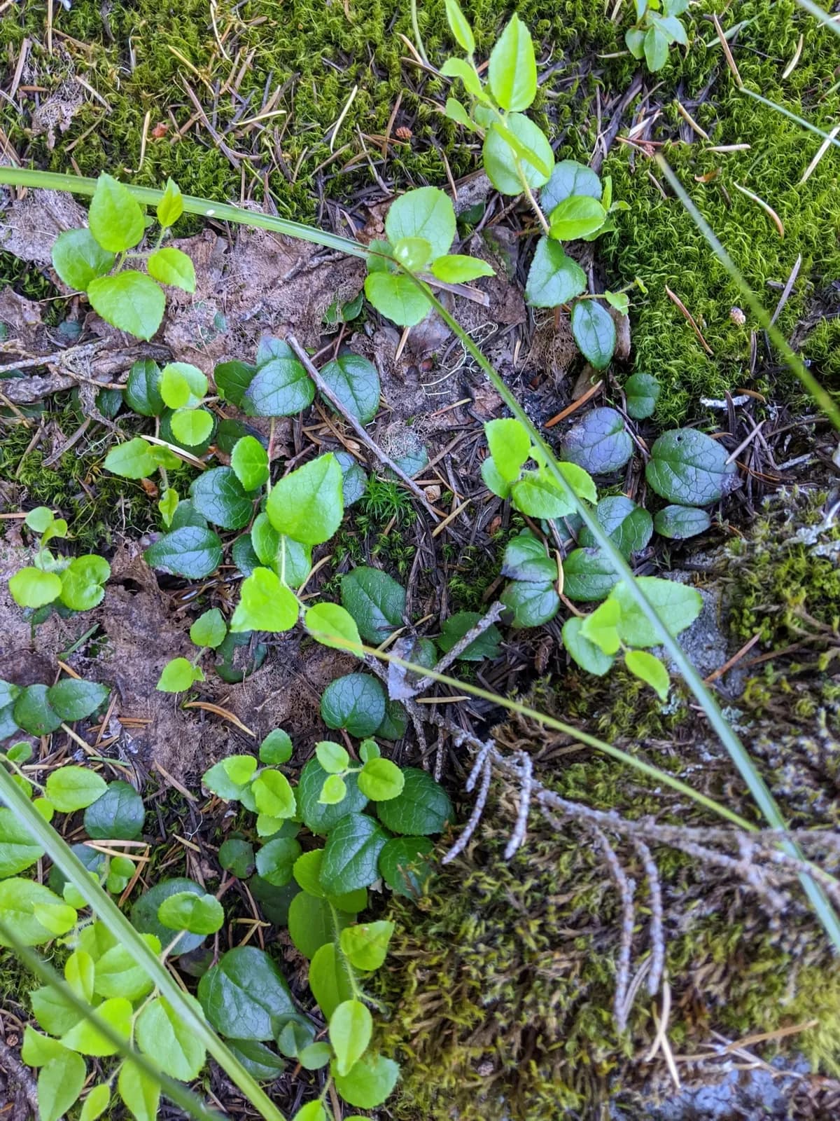 Western teaberry (Gaultheria ovatifolia)