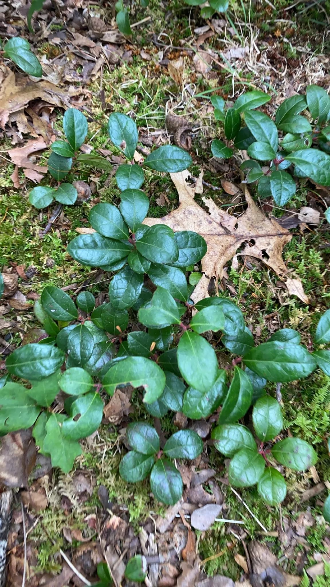 Checkerberry (Gaultheria procumbens)