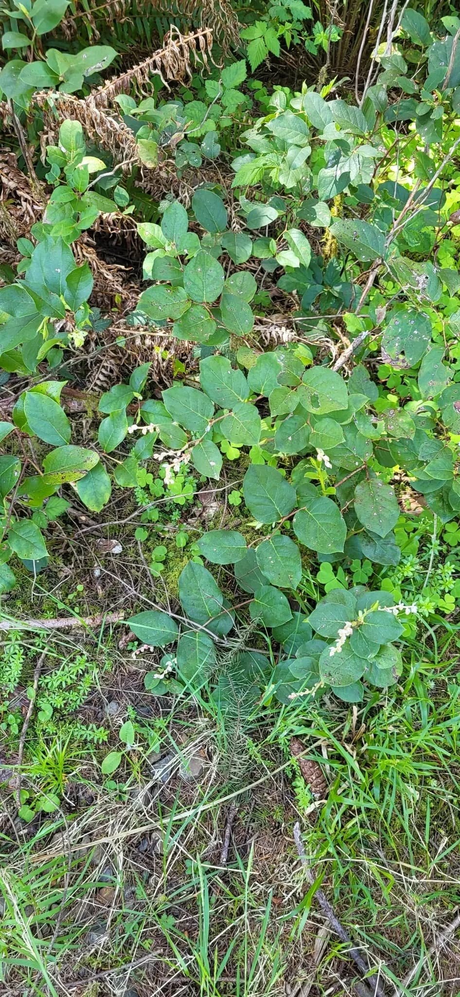 Salal (Gaultheria shallon)