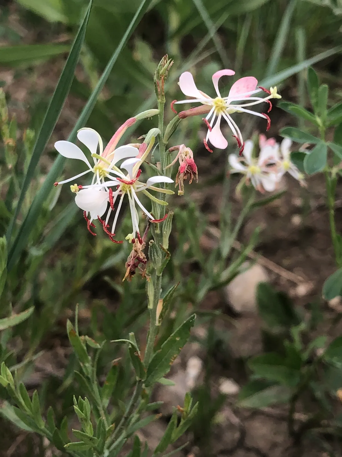 Scarlet Beeblossom (Gaura coccinea)