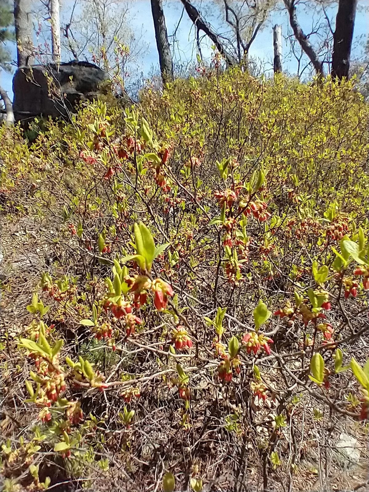 Black Huckleberry (Gaylussacia baccata)