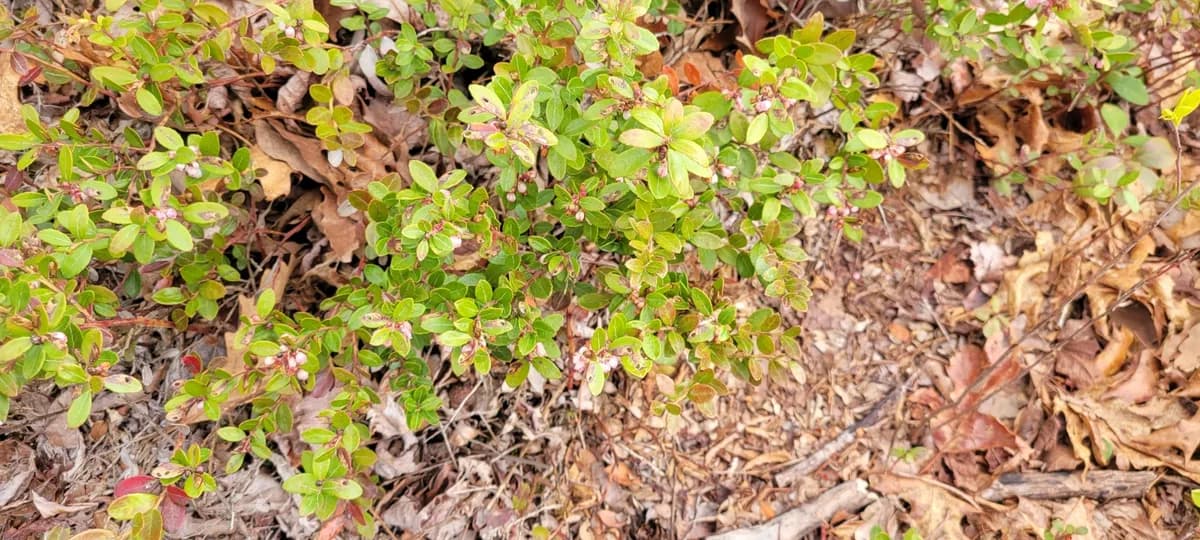 Box huckleberry (Gaylussacia brachycera)